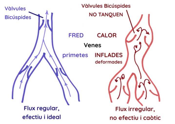 Les vàlvules bicúspides ajuden a dirigir la sang dels peus cap al cor. Amb el calor les venes es deformen i les vàlvules bicúspides no treballan bé, la sang no retorna correctament cap el cor i es reté als turmells